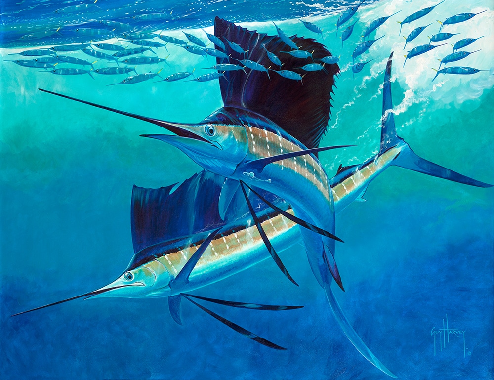 Guy Harvey painting vela tango