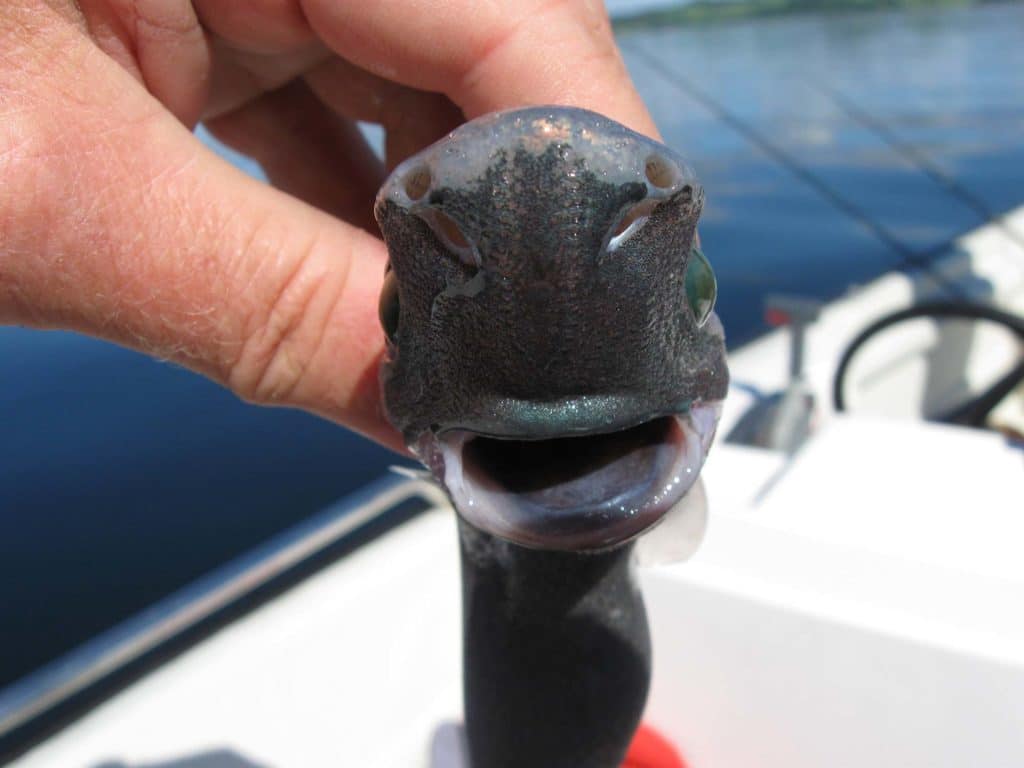 Velvet Belly Lantern Shark