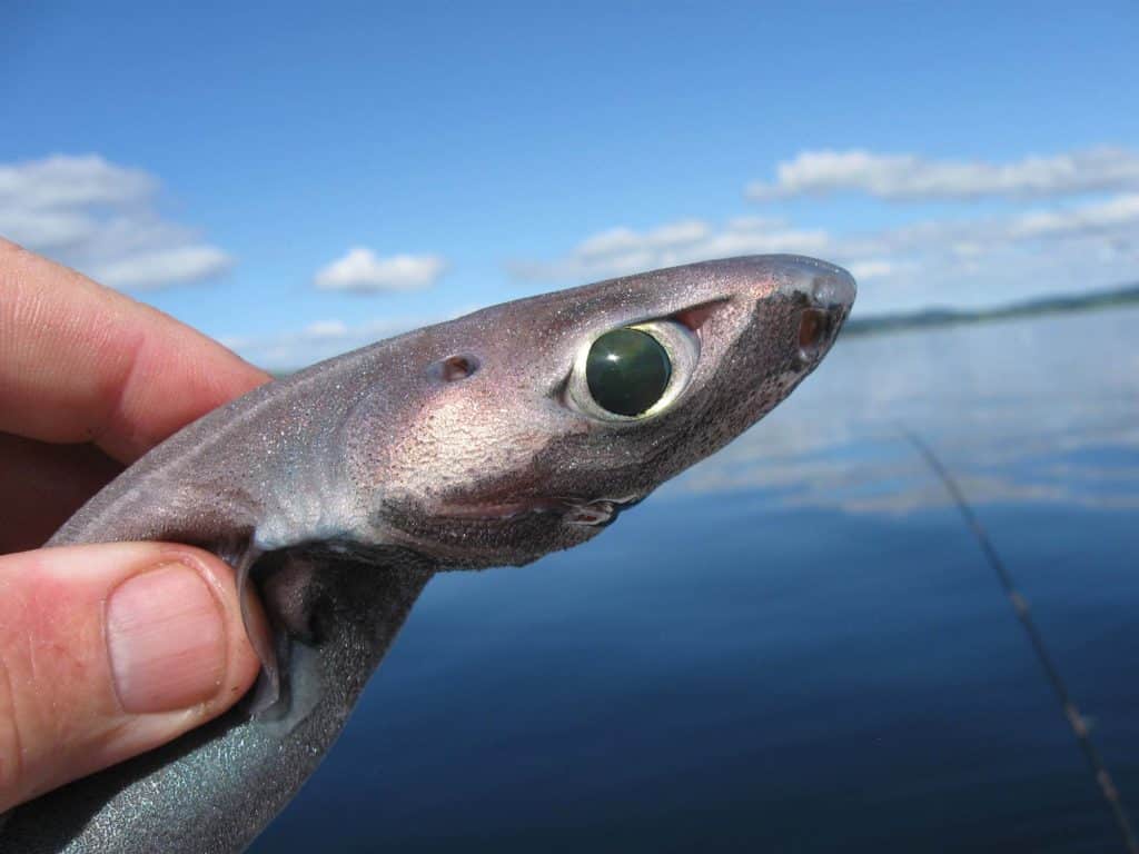 Velvet Belly Lantern Shark