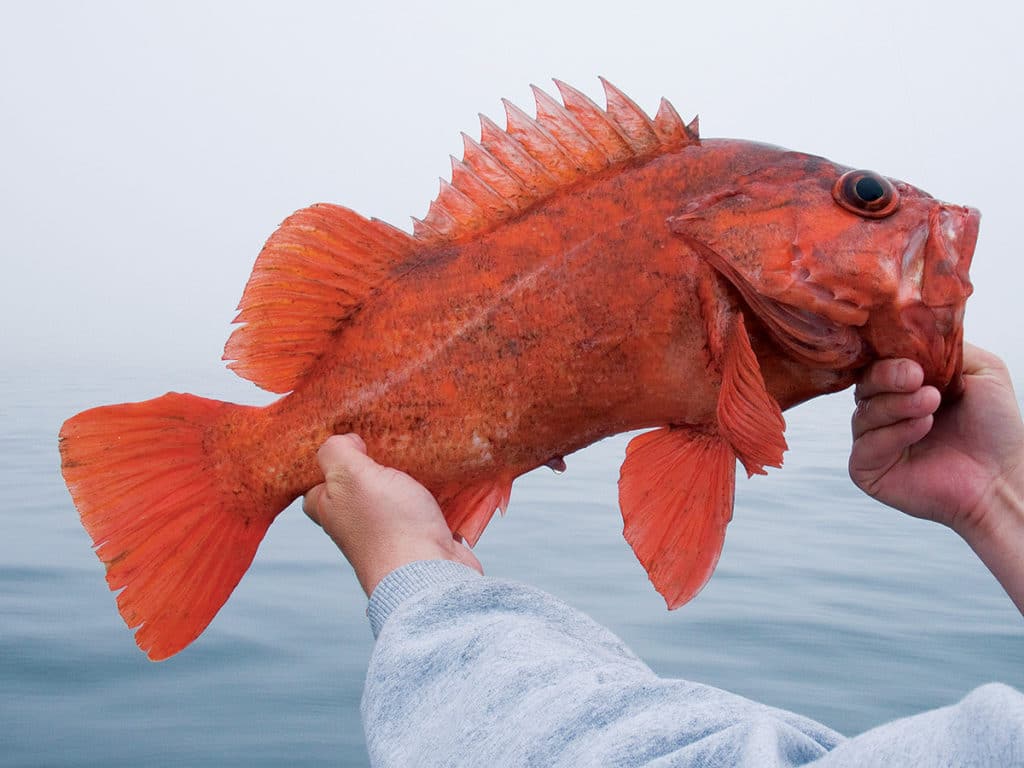 vermillion rockfish