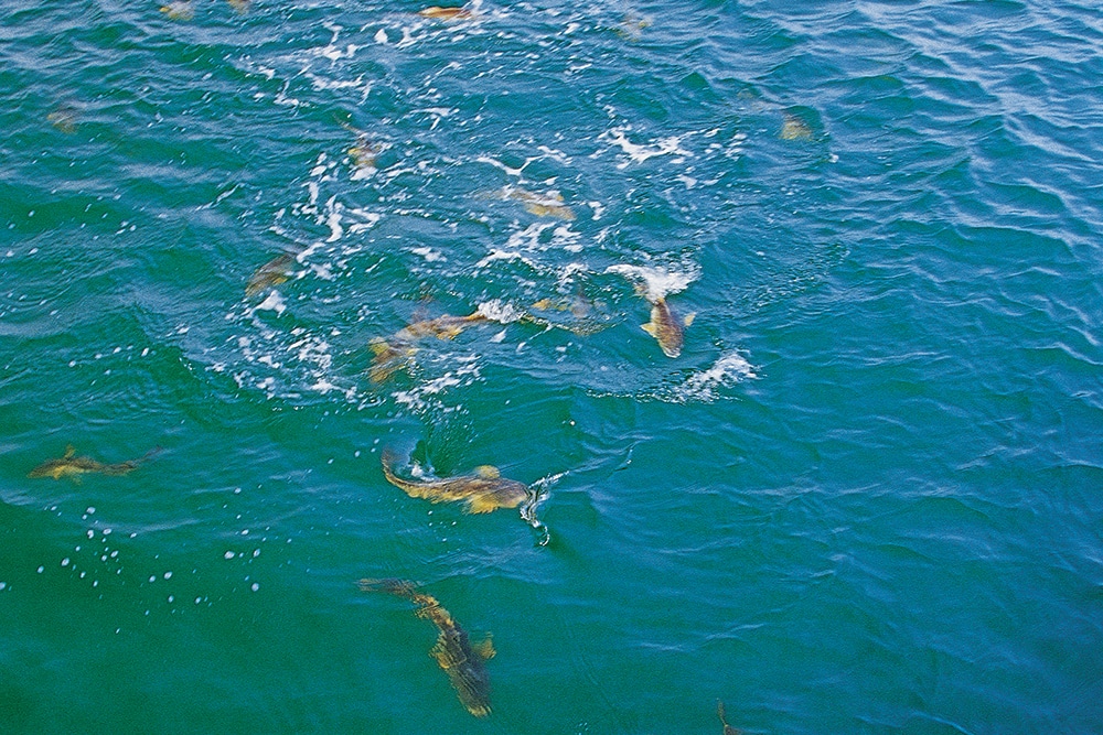 Bull redfish surface schooling on the ocean surface in the Gulf of Mexico