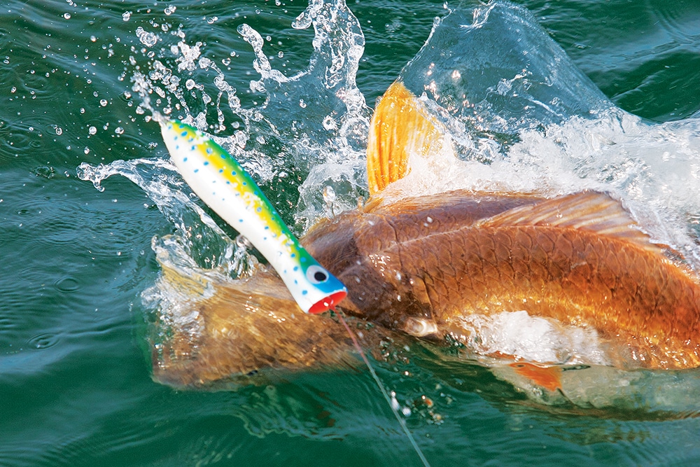 Redfish hitting a popper fishing lure at the ocean surface