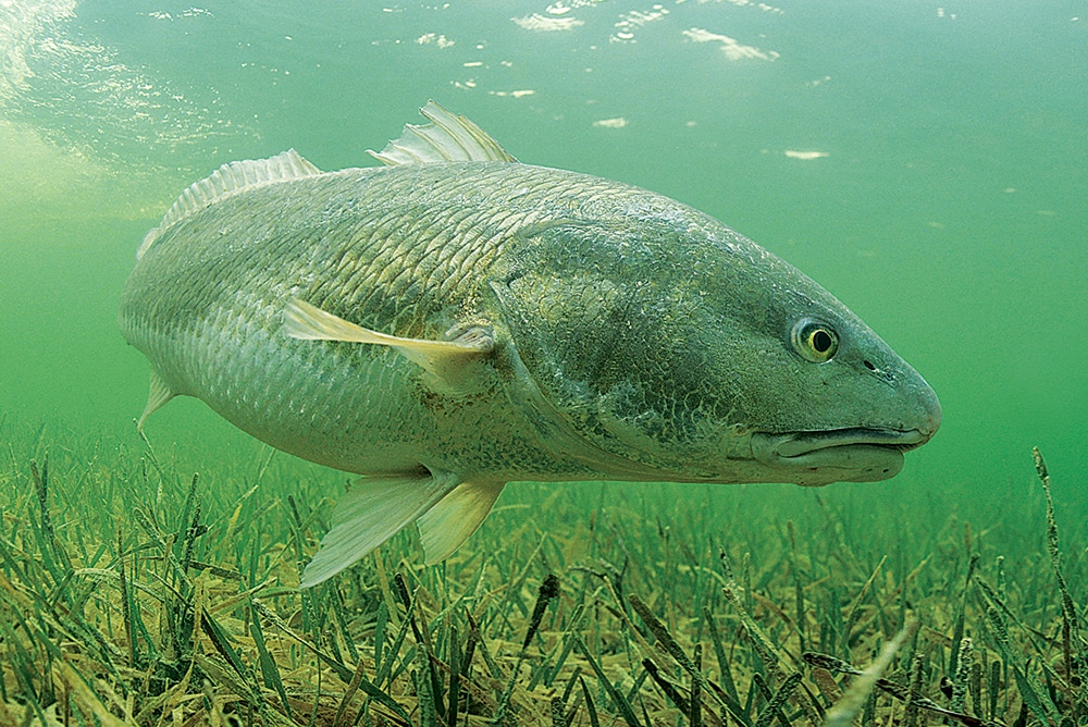 Best Way to Use a Gold Spoon for Redfish AKA Red Drum