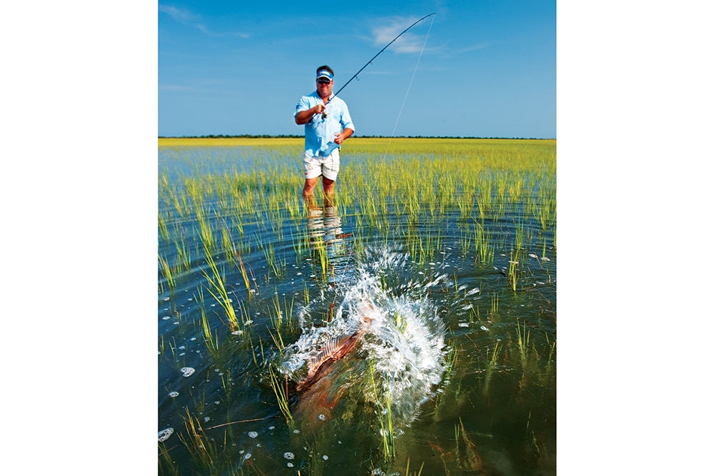 Wading angler hooked up to a red drum in spartina grass