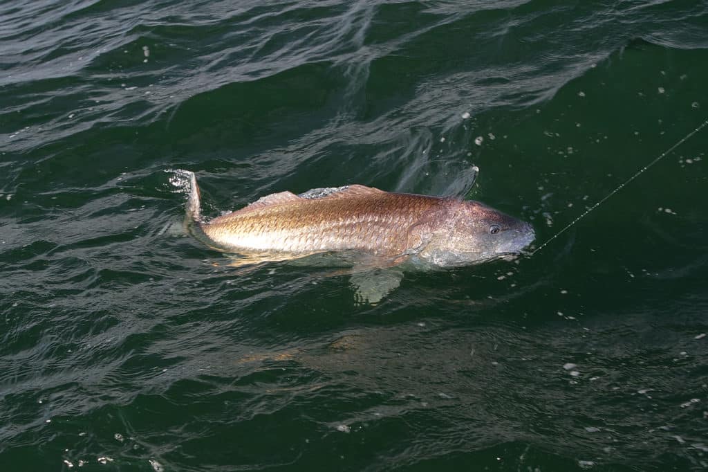 red drum Chesapeake inshore fishing Virginia Beach