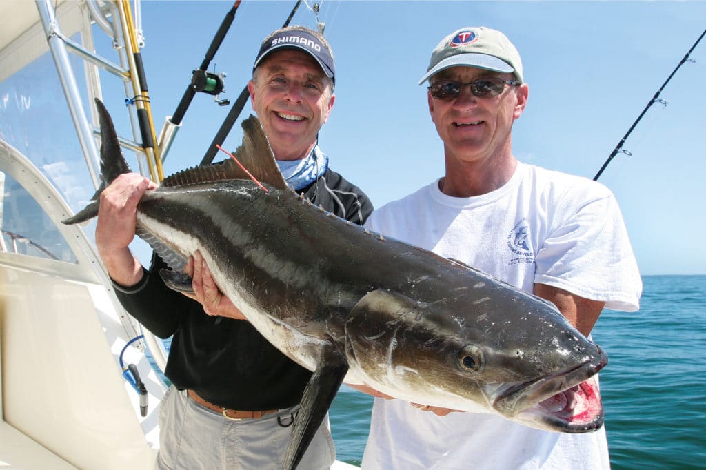 Chesapeake Bay cobia inshore fishing Virginia Beach