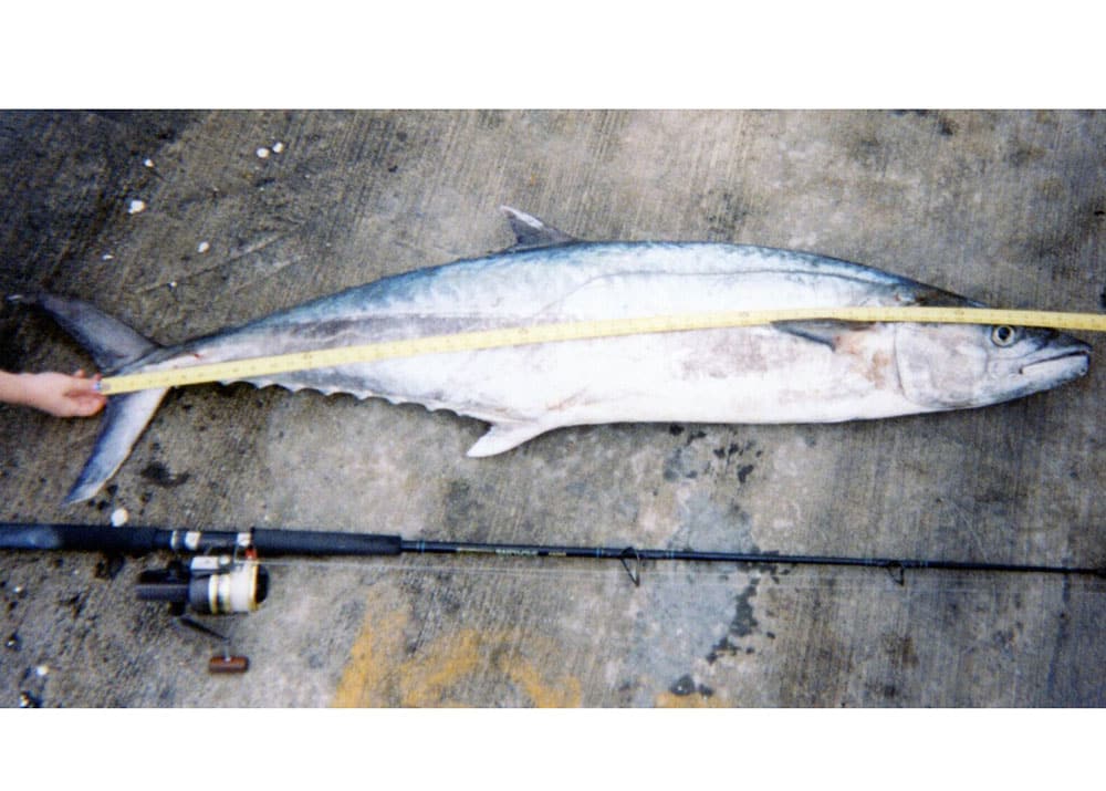 king mackerel