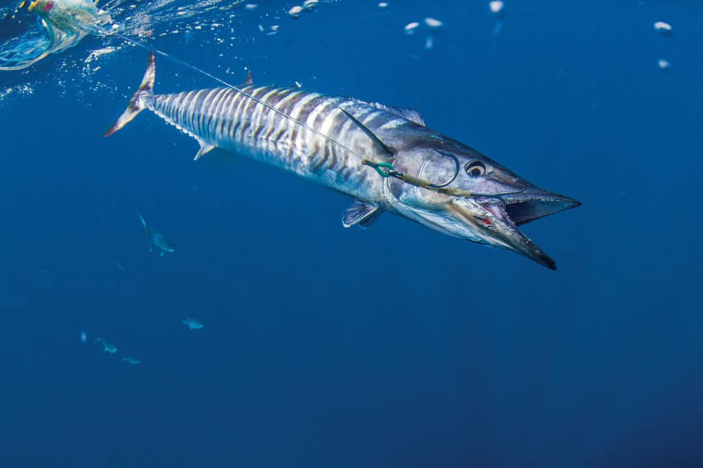 Wahoo underwater in USVI