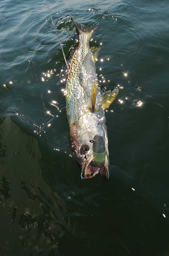 weakfish in the water