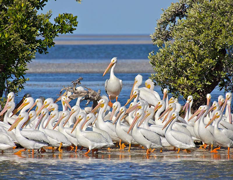 white-pelicans-in-everglades-national-park..jpg