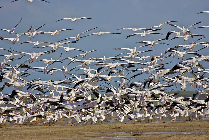 white-pelicans-in-florida-bay.jpg