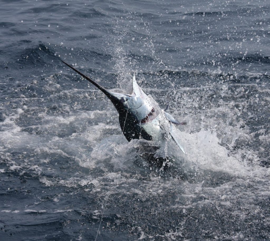 white marlin