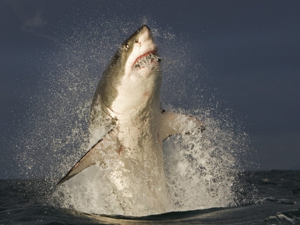 A great white shark erupts from the surface