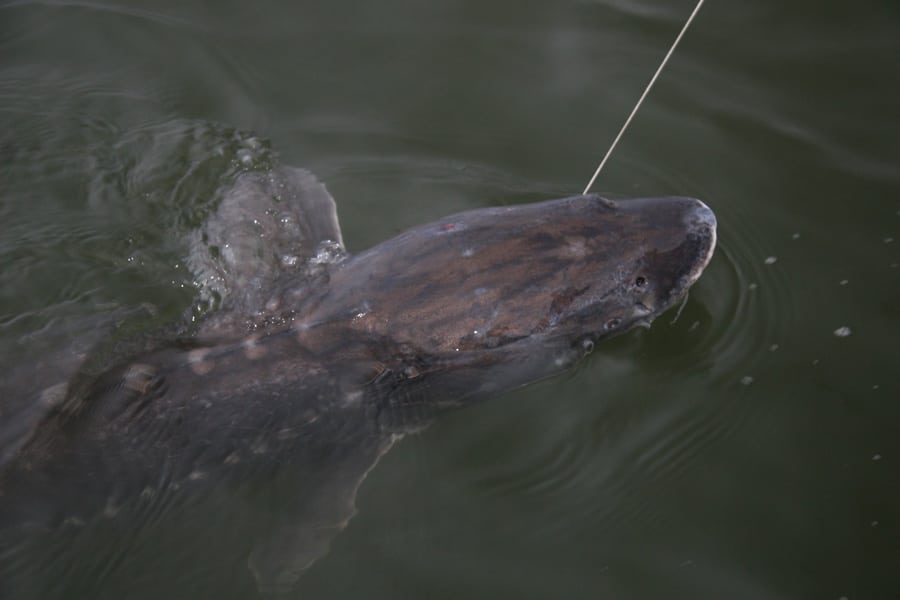 white_sturgeon_oregon.jpg