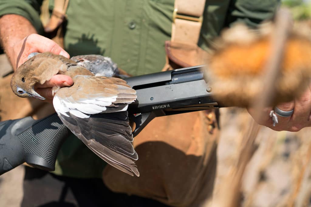 Texas White-Winged Dove