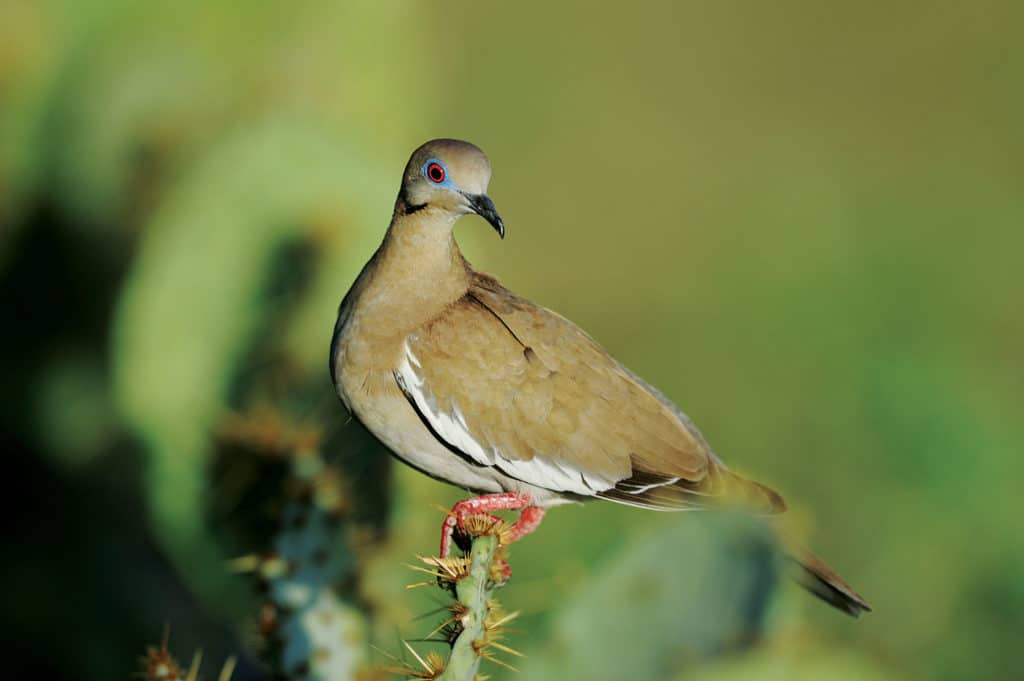 White Winged Dove