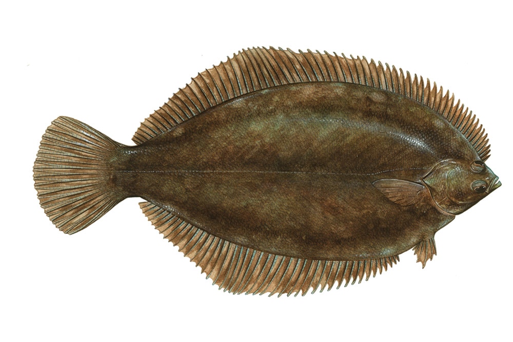 Winter flounder