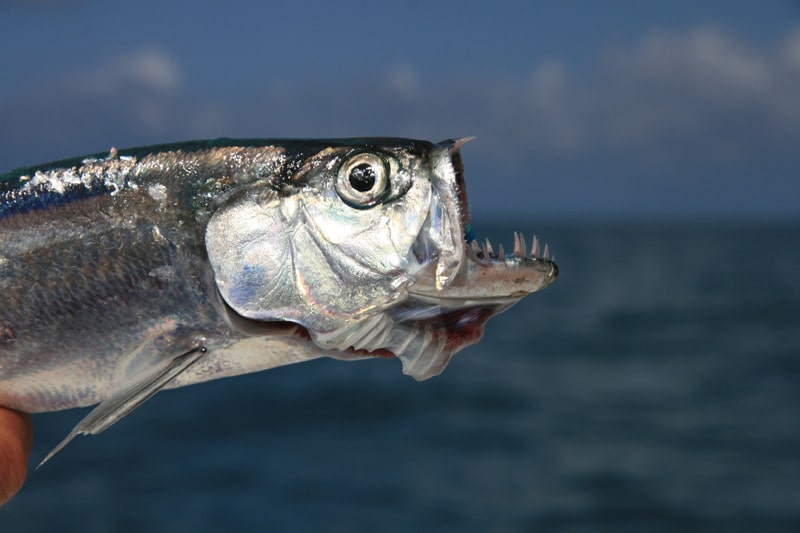 wolf_herring_new_caledonia.jpg