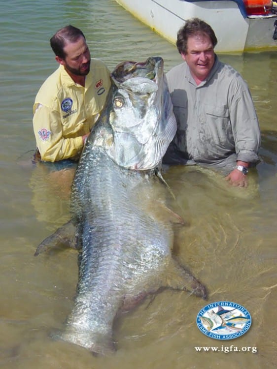 Did Three Anglers Release the Largest Tarpon Ever Caught on Rod-and-Reel?