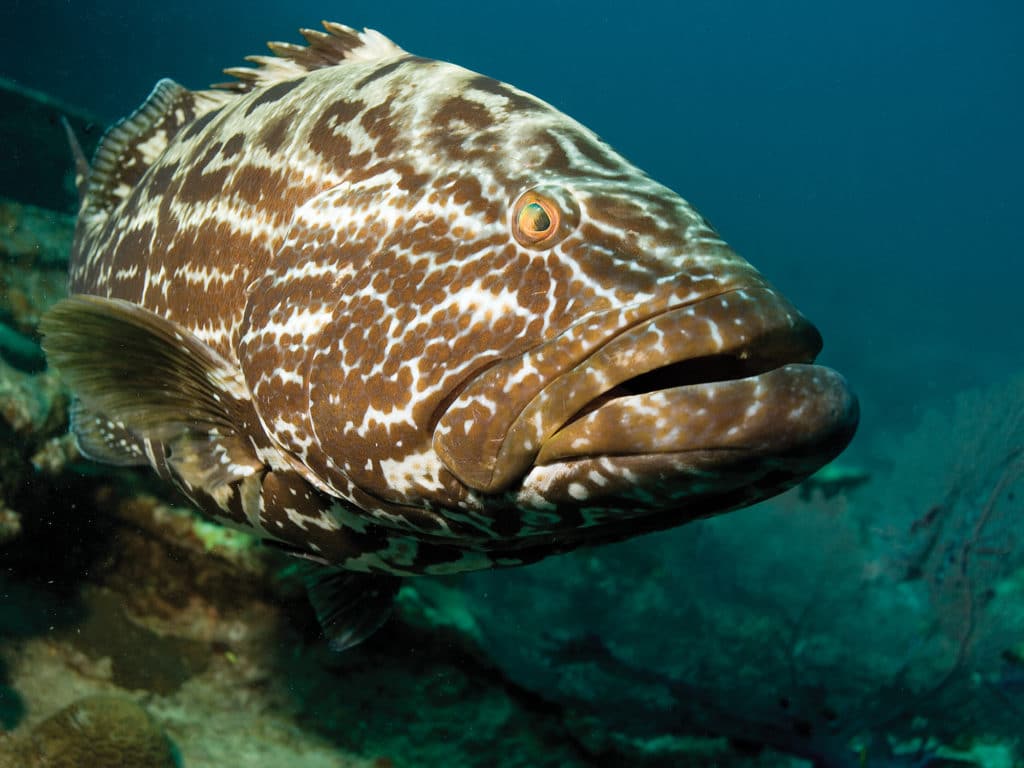 Black grouper swimming underwater