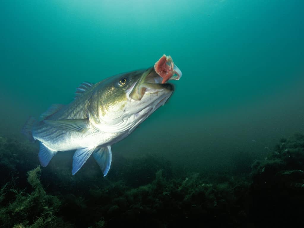 Striper fishing bait chum