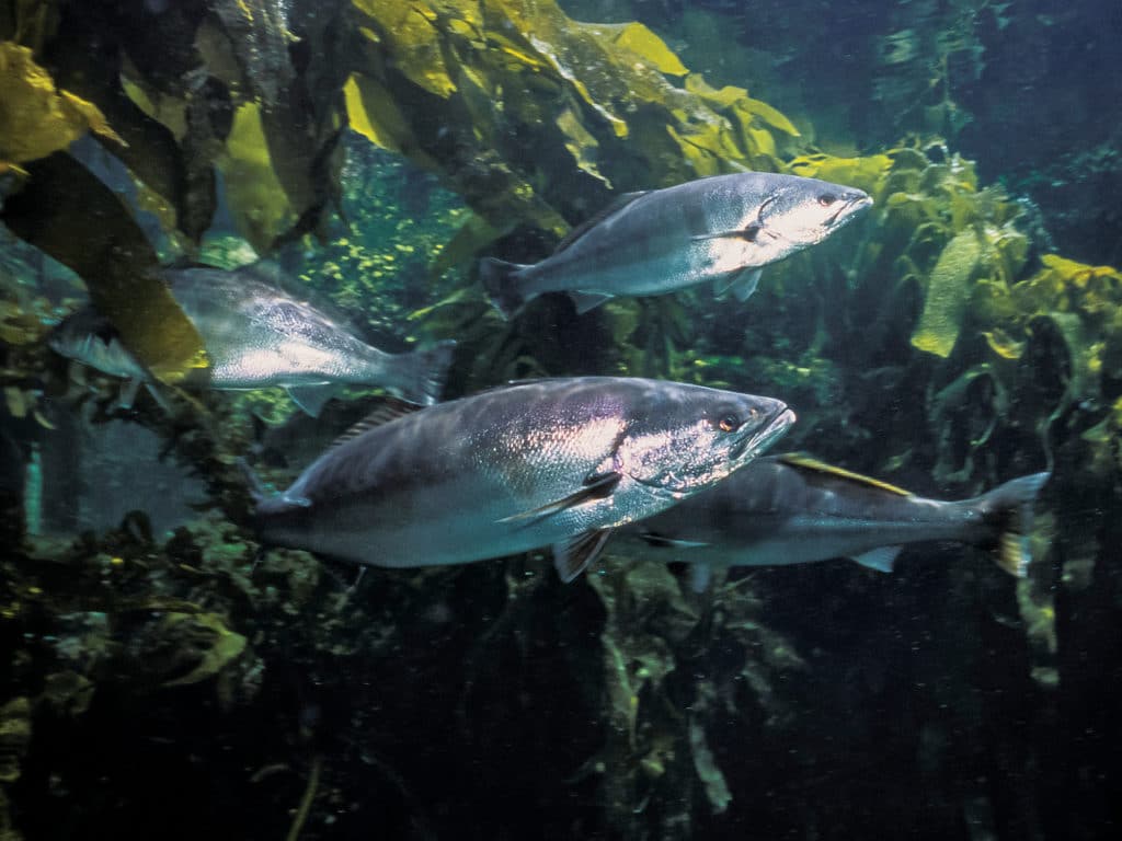 White seabass swimming underwater picture