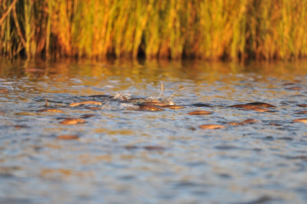 Louisiana/Mississippi Marshes — One of the best places in the world to find fabulous saltwater fly-fishing