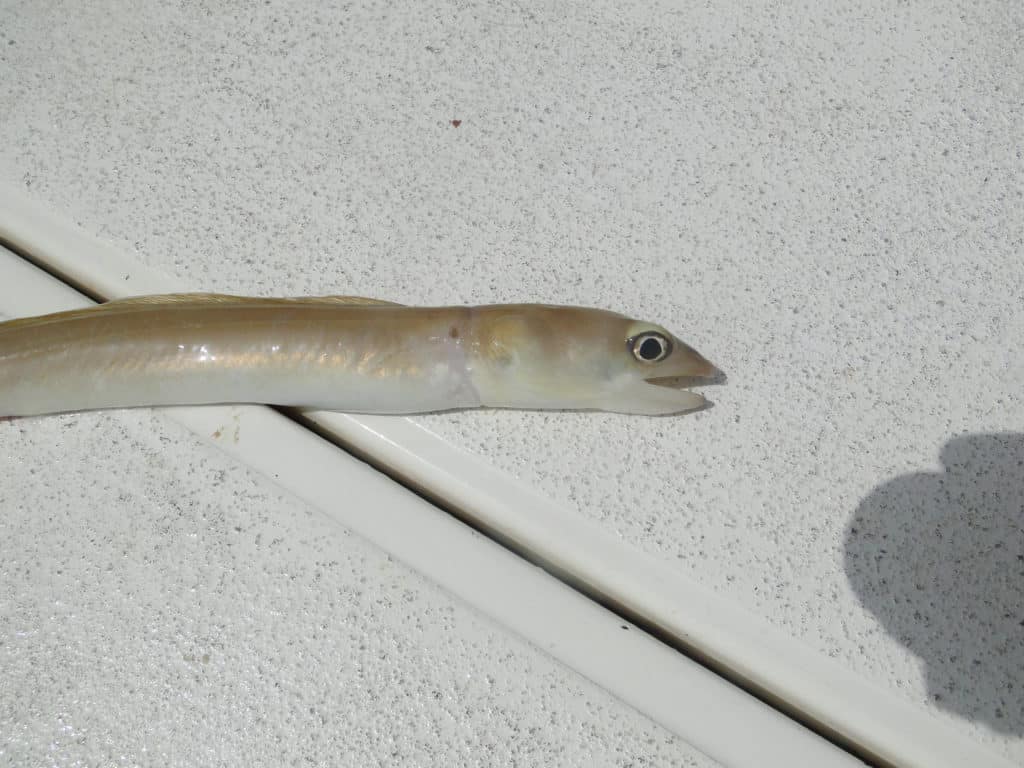 Yellow conger eel
