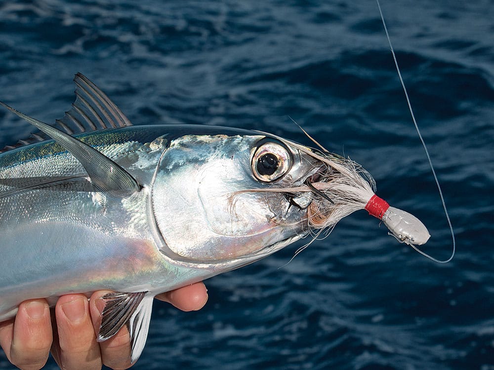 fishing for blackfin tuna