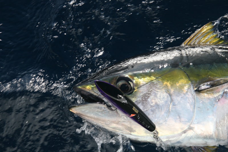 yellowfin_tuna_revillagigedos_islands_mexico.jpg