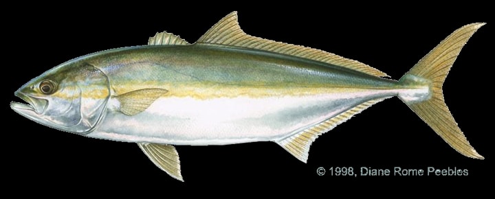 California yellowtail