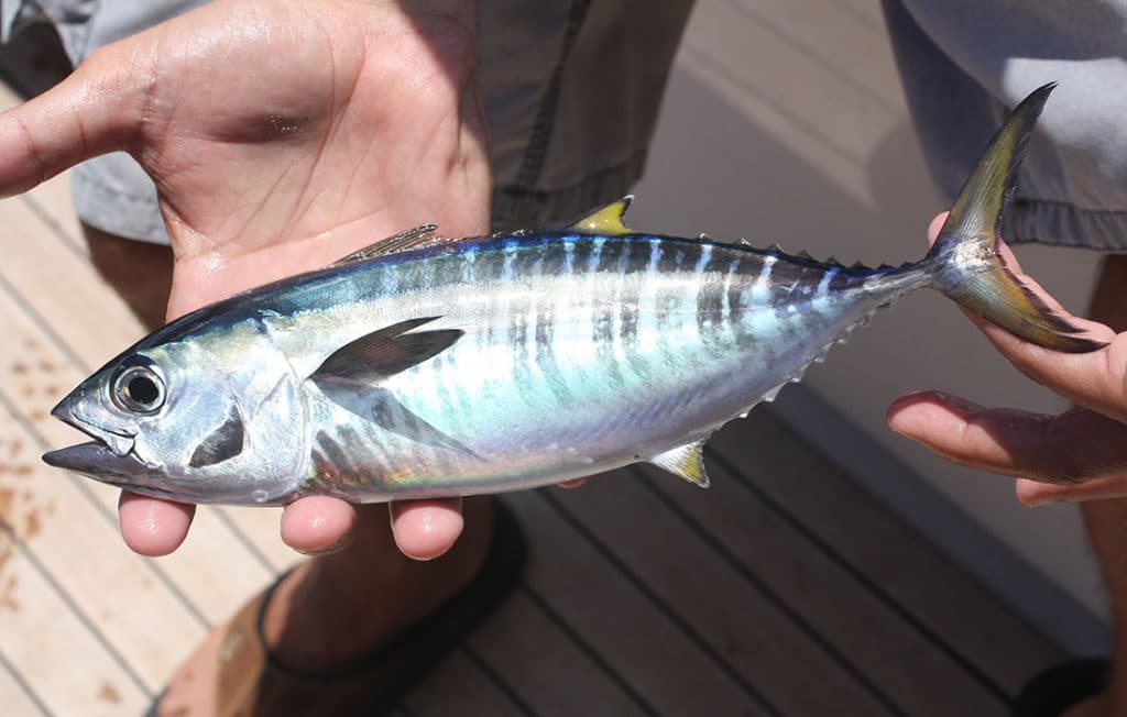 juvenile yellowfin tuna