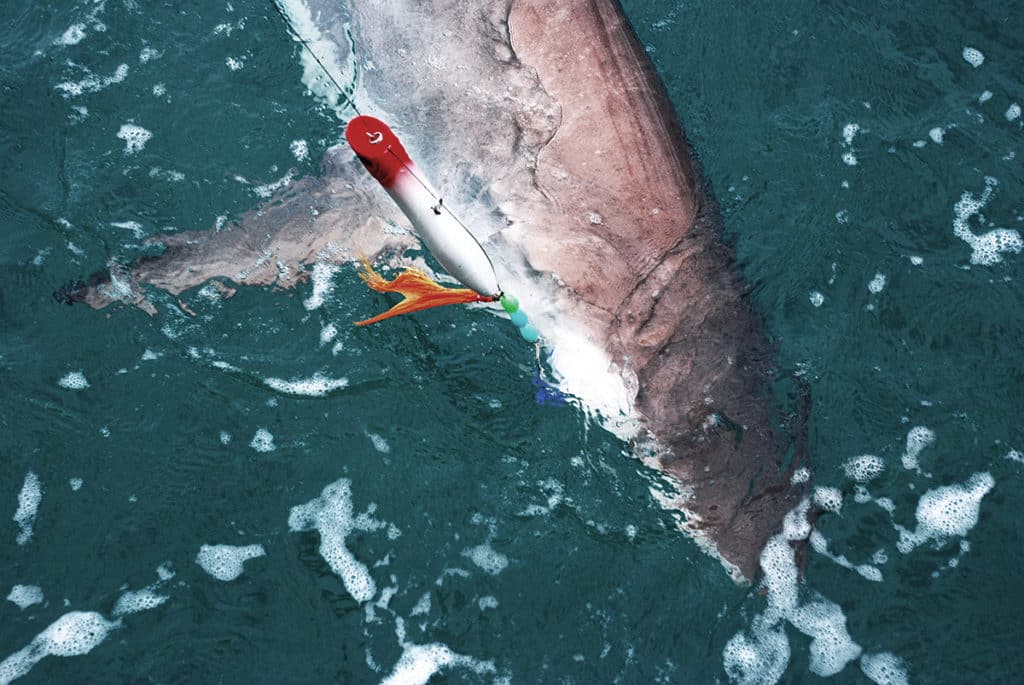 Shark release