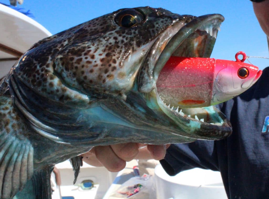 Using Swim Baits to Catch Big California Lingcod