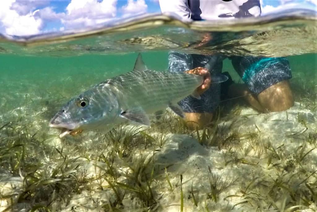 Bonefish under the water