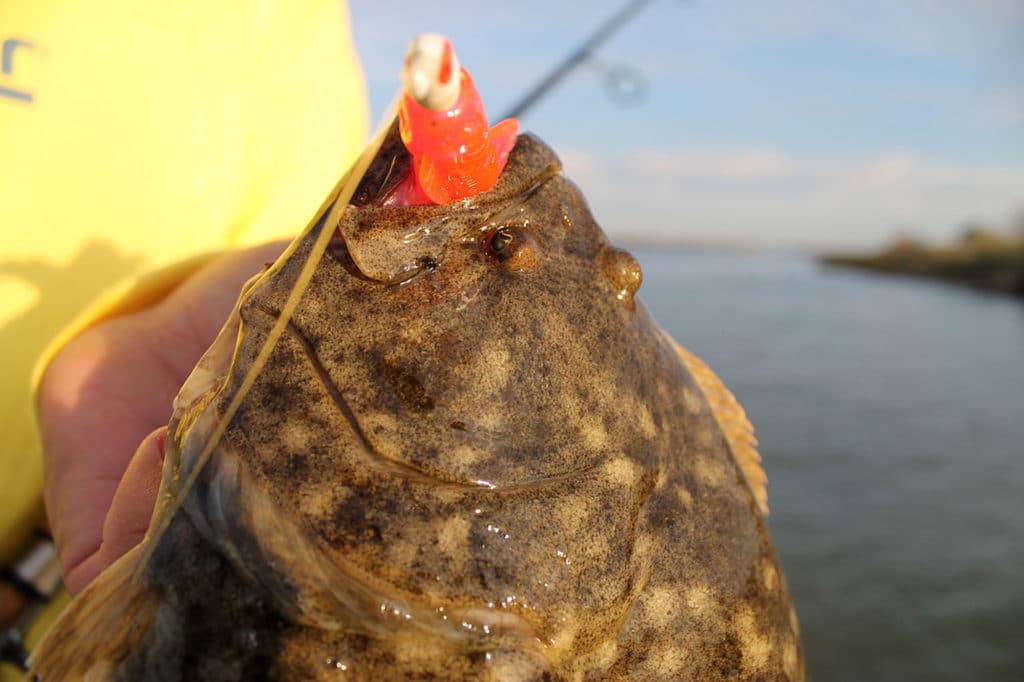 Flounder caught on jig