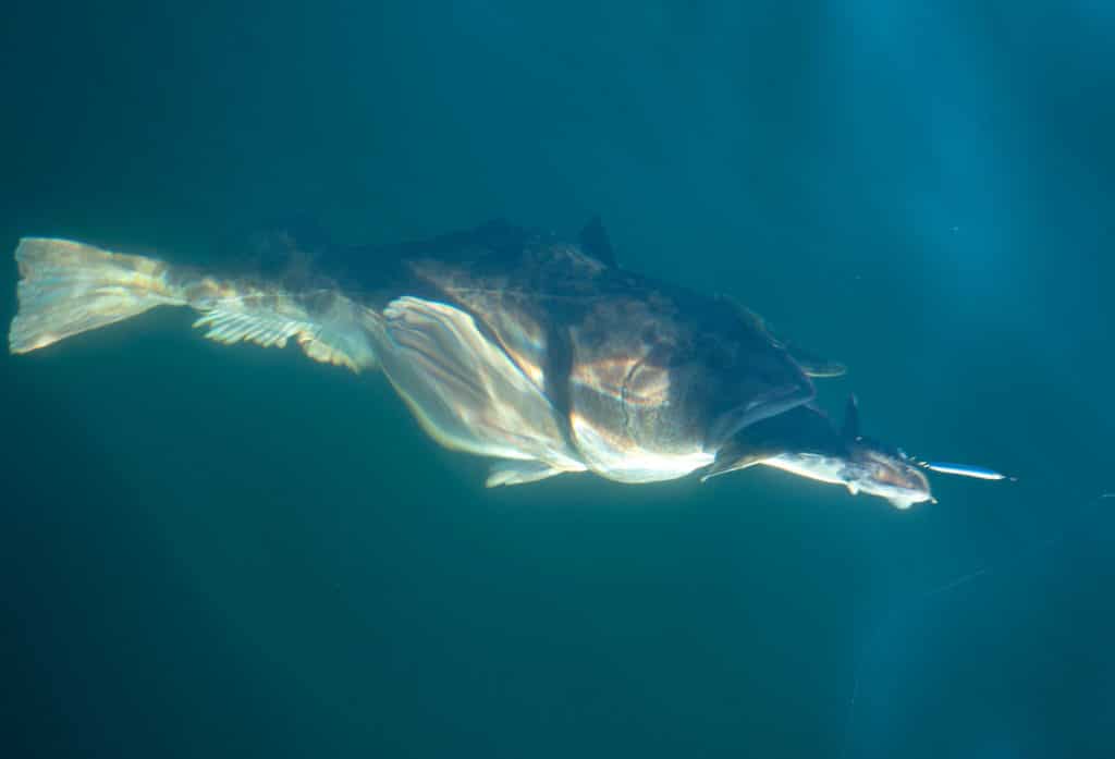 Lingcod underwater