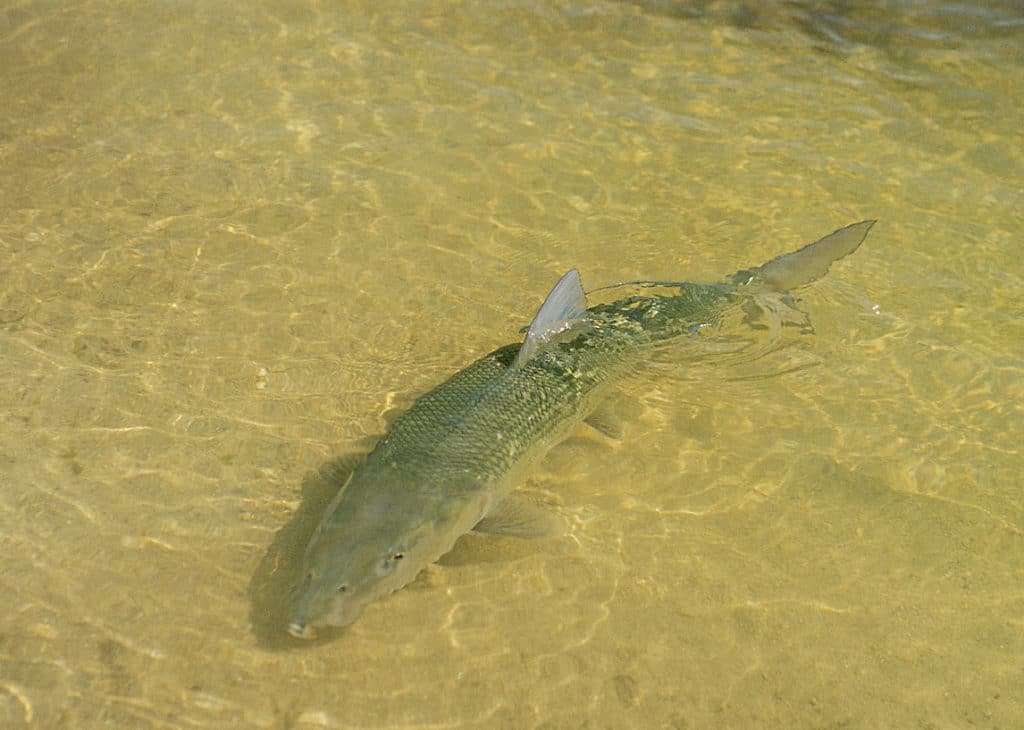 Large bonefish on the flats