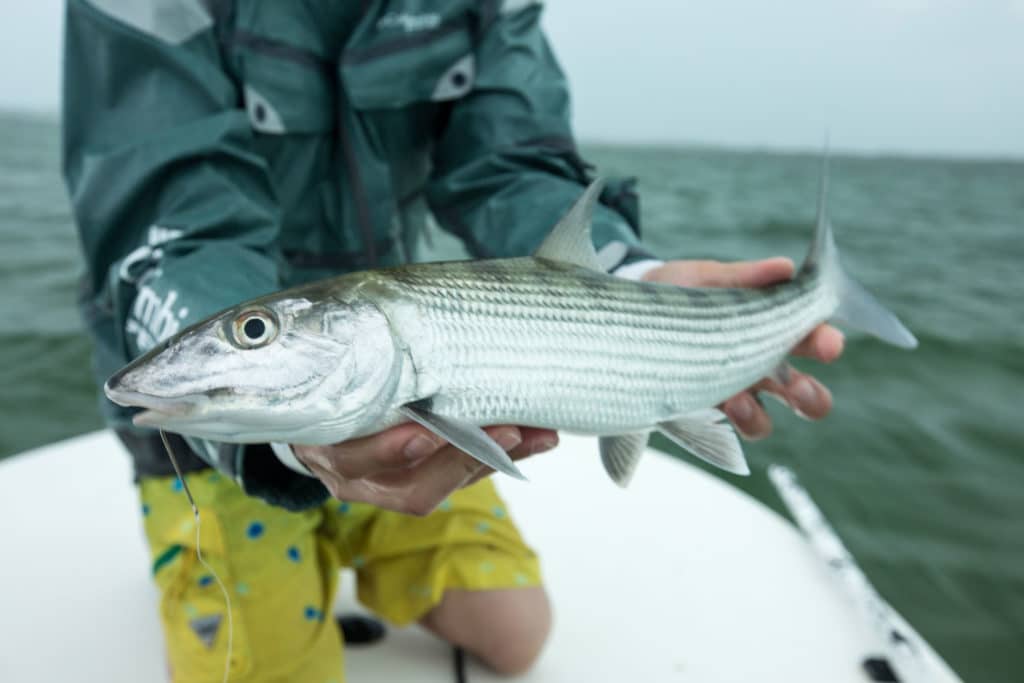 Bonefish caught on an overcast day