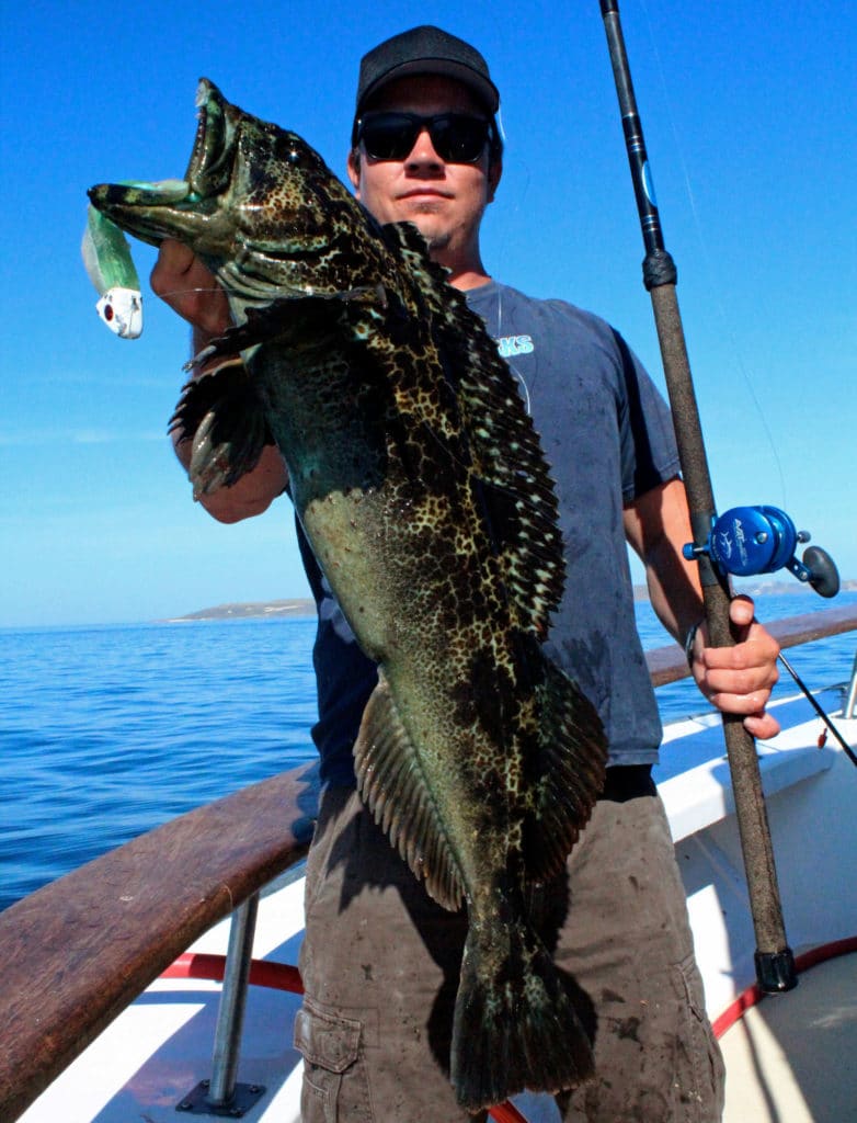 Large lingcod being held up