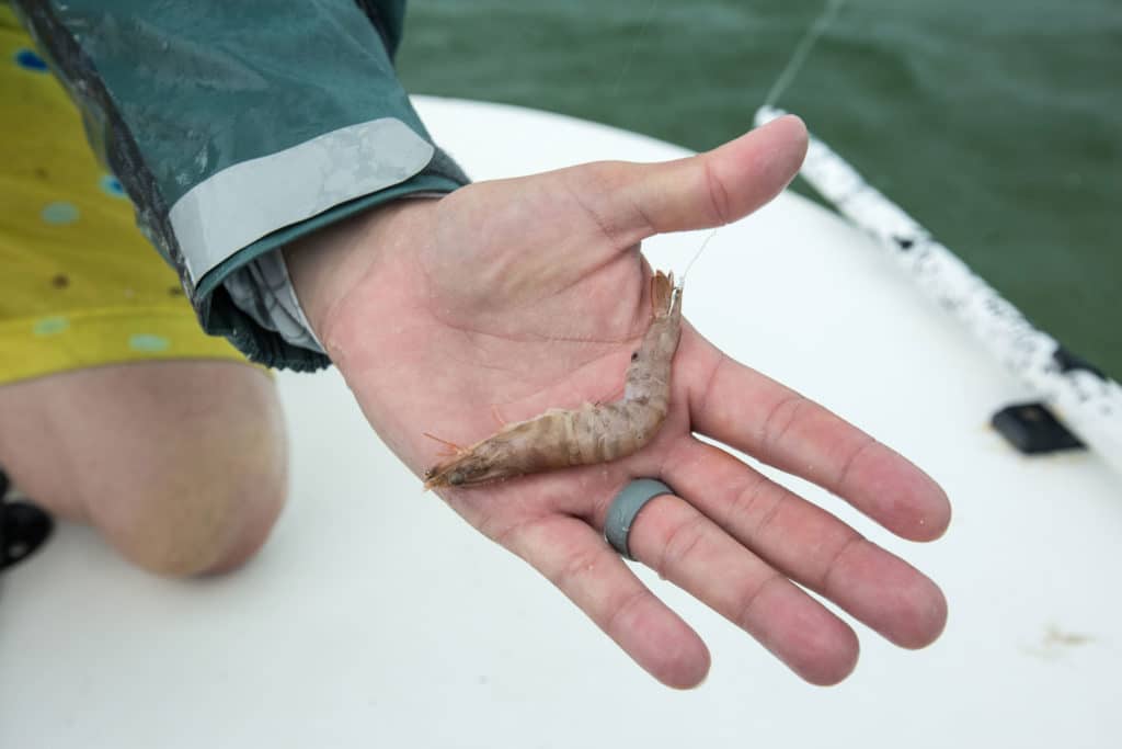 Shrimp ready for bonefish