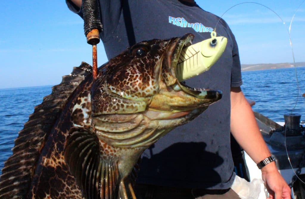 Big lingcod caught with a large swim bait