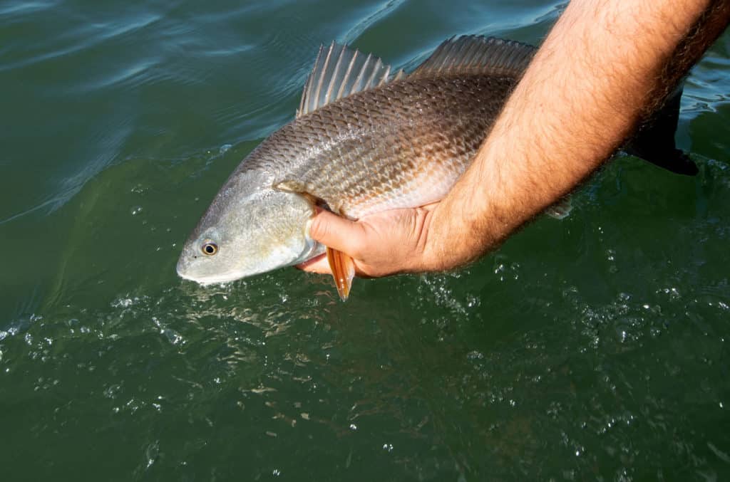 Redfish release