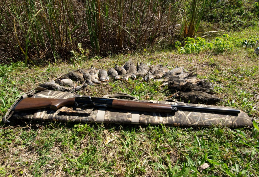 Marsh hens laid out