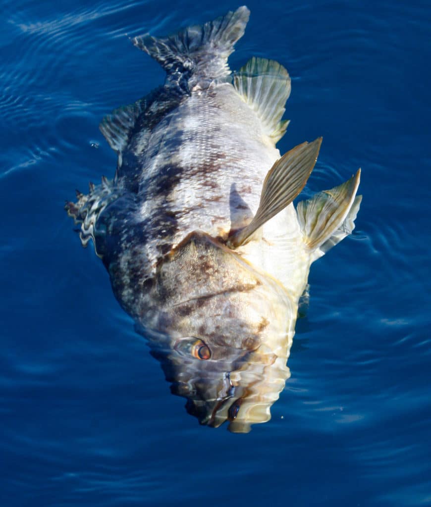 Calico Bass at Surface