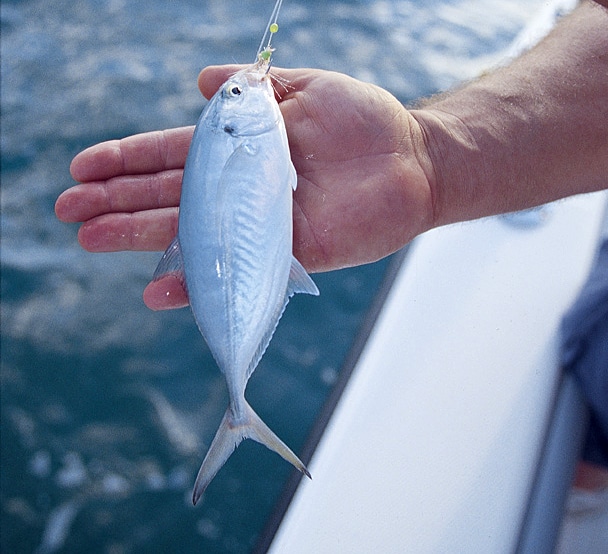 Winter Hotspot: Key West Kingfish