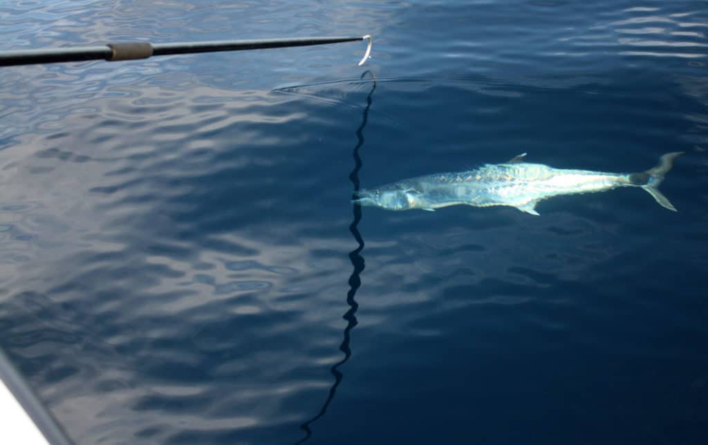 Kingfish by the boat