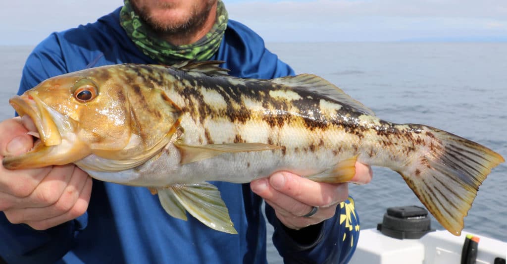 Checkerboard Pattern on the Calico Bass