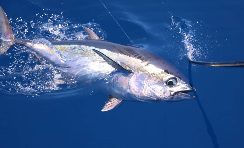 Tuna caught offshore