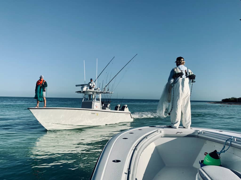 Anglers netting bait